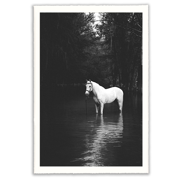 black and white photo of a horse in water